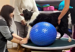 Rehabilitační cvičení - diagnóza akutní polyradikuloneuritida.