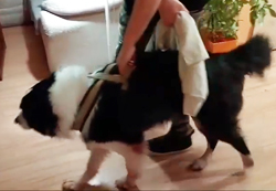 Rehabilitační cvičení - diagnóza akutní polyradikuloneuritida.