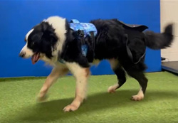 Rehabilitační cvičení - diagnóza akutní polyradikuloneuritida.